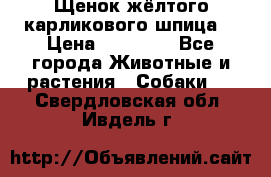 Щенок жёлтого карликового шпица  › Цена ­ 50 000 - Все города Животные и растения » Собаки   . Свердловская обл.,Ивдель г.